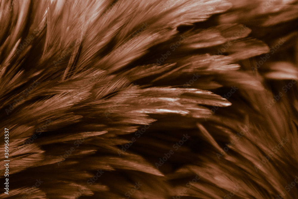 Beautiful abstract colorful yellow and white feathers on white background and soft white orange feather texture on white pattern Beautiful abstract colorful yellow and white feathers on white background and soft white orange feather texture on white pattern
