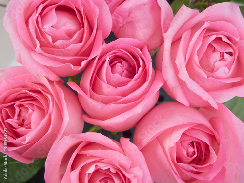 Close-up of beautiful pink roses.