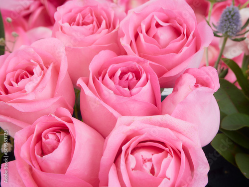 Close-up of beautiful pink roses.