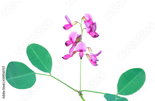 Flowers of wild bush (Lespedeza bicolor) 6
