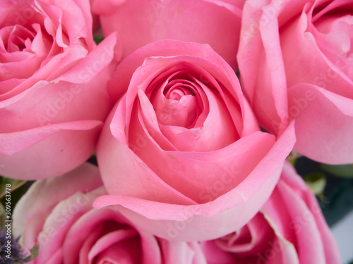 Close-up of beautiful pink roses.