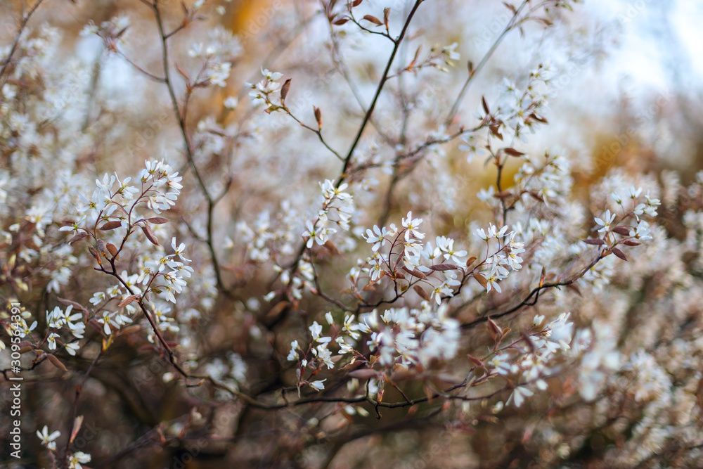 Branch with white blossoms and red leaves Branch with white blossoms and red leaves