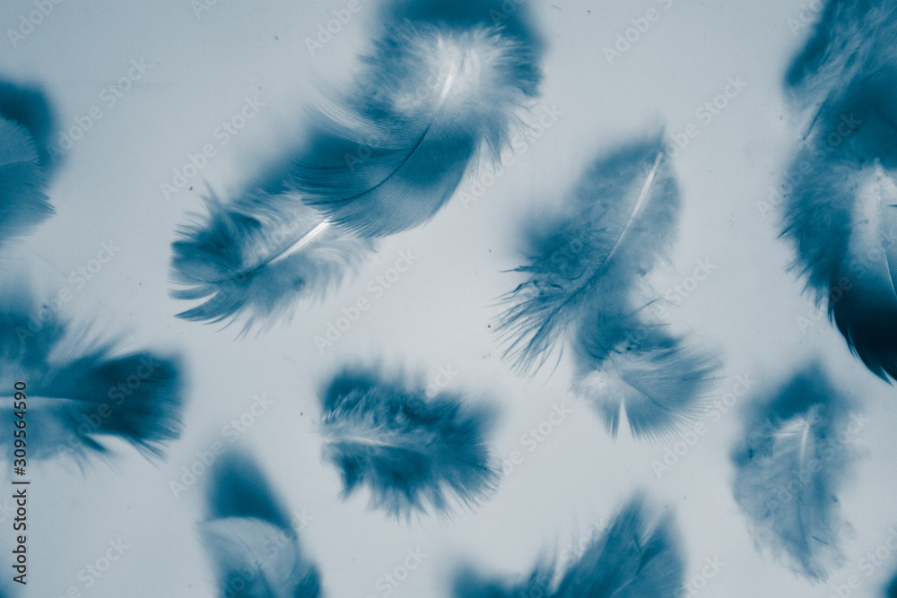 Obraz premium Beautiful abstract colorful purple and blue feathers on black dark background and soft white purple feather texture on white pattern