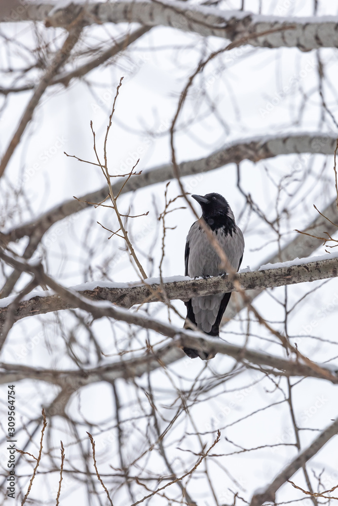 Obraz premium Gray crow on a tree branch.