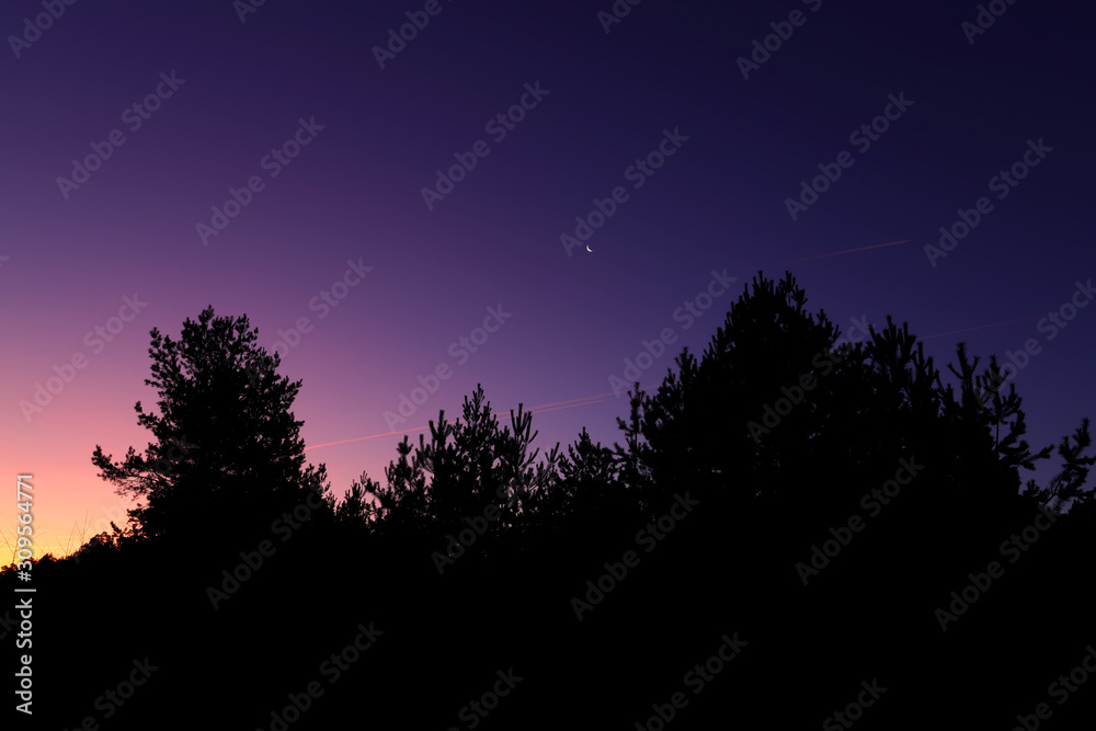 Red skies and silhouette of pine on sunrise in Russia. Red skies and silhouette of pine on sunrise in Russia.