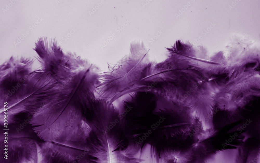 Obraz premium Beautiful abstract colorful blue and purple feathers on black dark background and soft white pink feather texture on white pattern