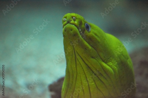 Green moray portrait