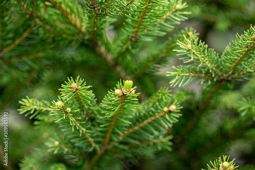 Close-up of fir tree branches growing in the forest. © Krasi Kanchev