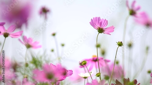 pink flowers in the garden
