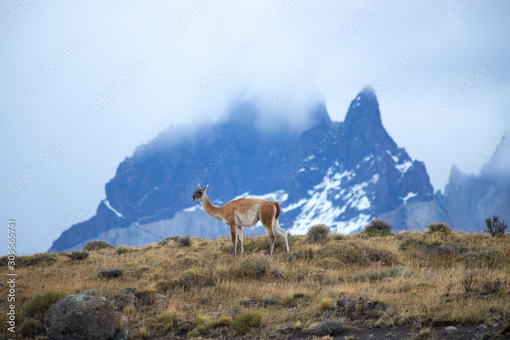 A guanaco with the mountains in the background in the landscape of the Torres del Paine mountains in autumn, Torres del Paine National Park, Chile