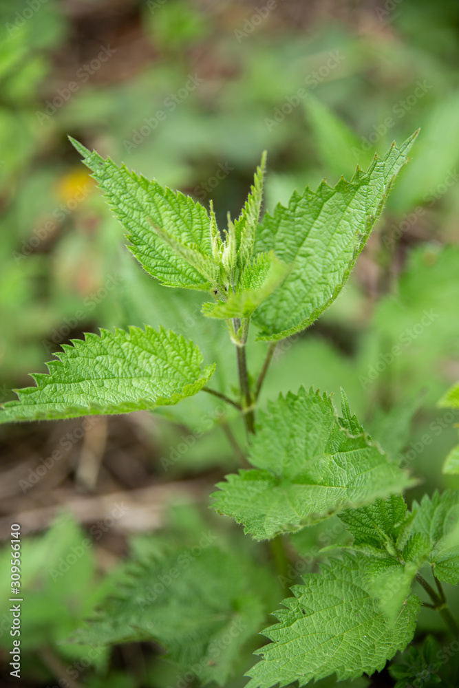 A stalk of young nettles in the forest. A stalk of young nettles in the forest.