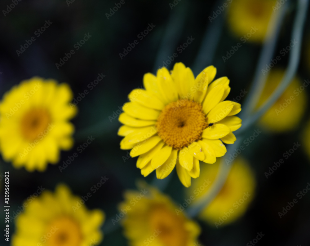 Färberkamille (Anthemis tinctoria, Syn.: Cota tinctoria) auch genannt Färber-Hundskamille. Färberkamille (Anthemis tinctoria, Syn.: Cota tinctoria) auch genannt Färber-Hundskamille.