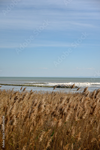 Phragmites Neat the Sea by Morning