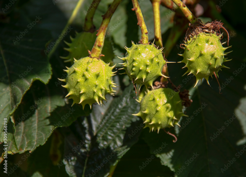 Marrons dans leurs bogues sur l'arbre Marrons dans leurs bogues sur l'arbre