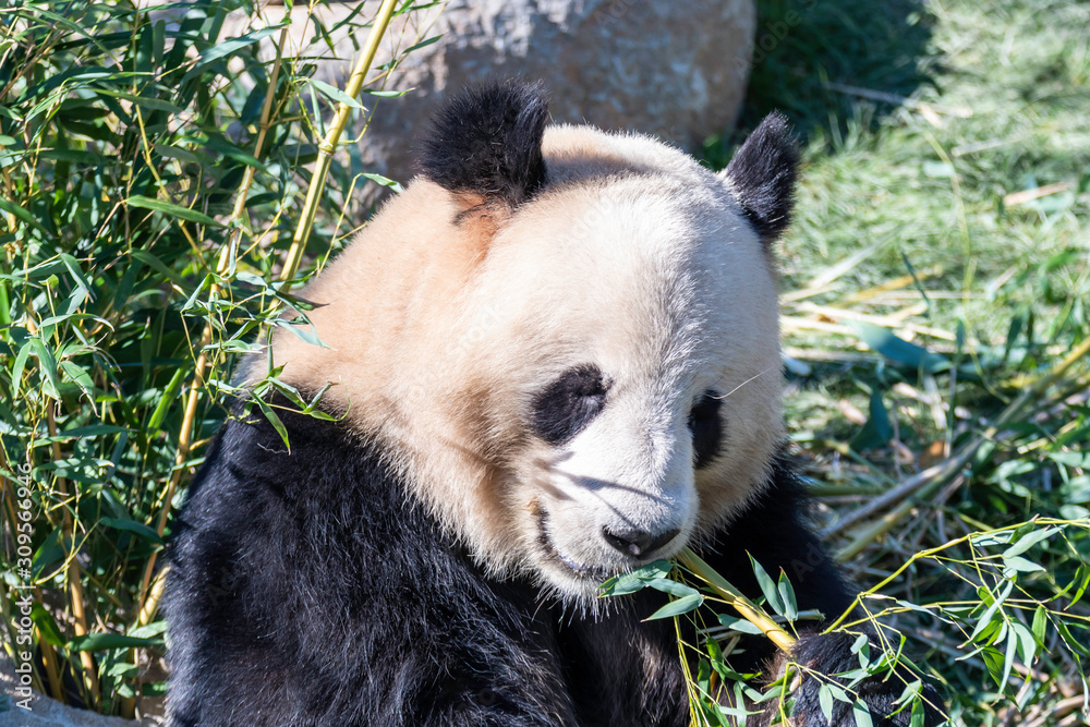 Obraz premium Panda Bear in Zoo