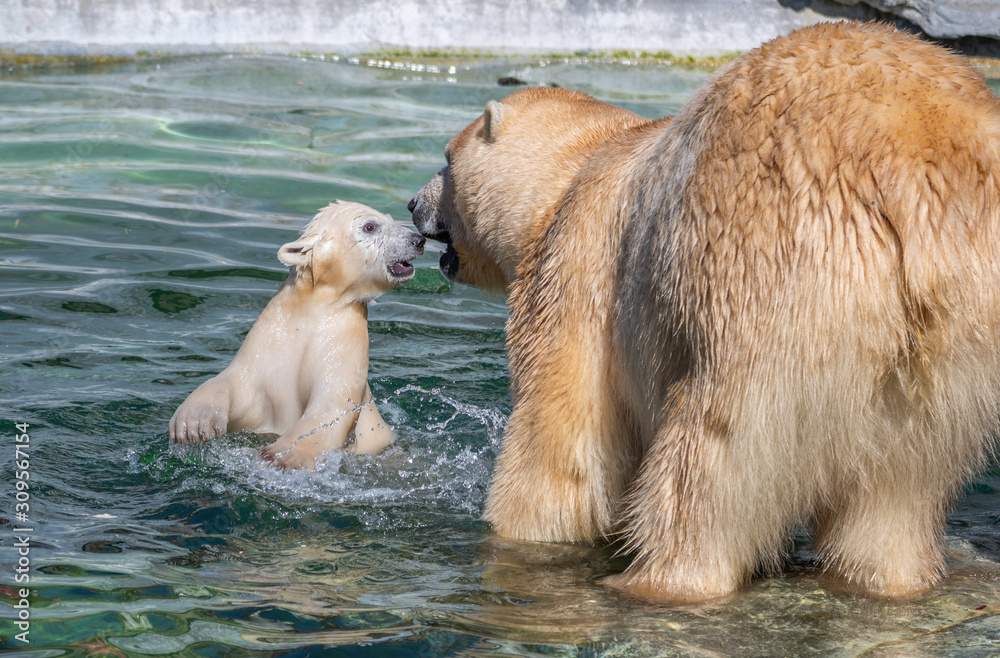 Fototapeta premium Polar Bear with Cub