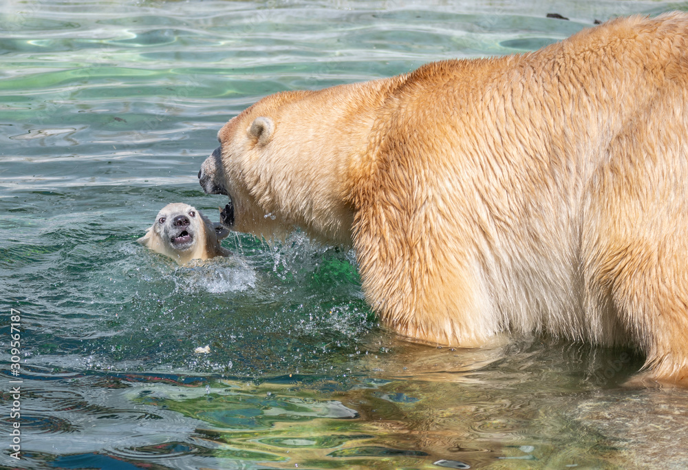 Fototapeta premium Polar Bear with Cub