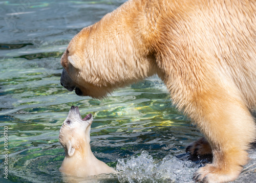Photography Polar Bear playing with Cub in Copenhagen Zoo