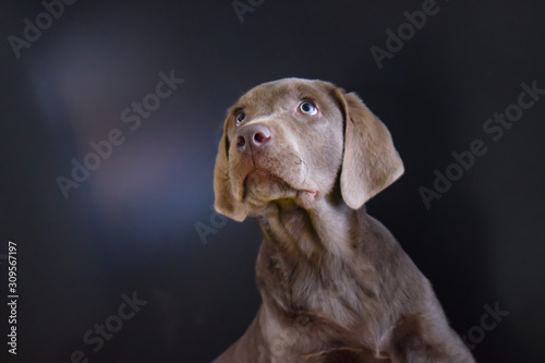 portrait of a silver labrador puppy with dark gray and black background and smooth soft touch