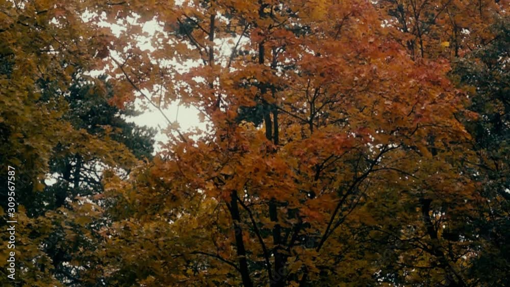 Super slow motion shot of falling autumn leaves on forest background Super slow motion shot of falling autumn leaves on forest background