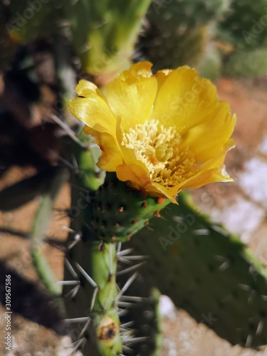 cactus wlth flower in the park photo