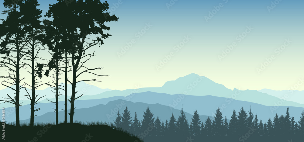 Forest trees landscape. Evergreen coniferous nature background. Pine, christmas tree, spruce - obrazy, fototapety, plakaty 