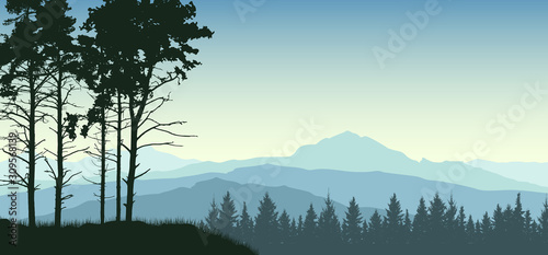 Forest trees landscape. Evergreen coniferous nature background. Pine, christmas tree, spruce