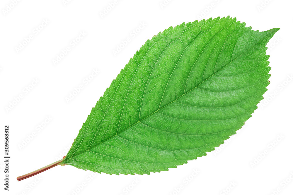 Fototapeta premium Cherry leaves isolated on white background closeup