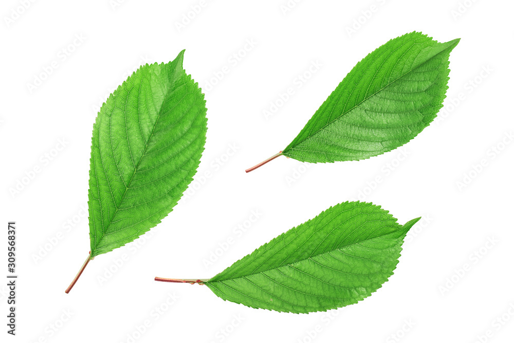 Fototapeta premium Cherry leaves isolated on white background closeup