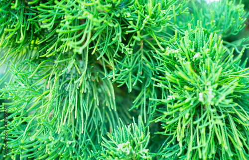 Green pine leaves background. soft focus