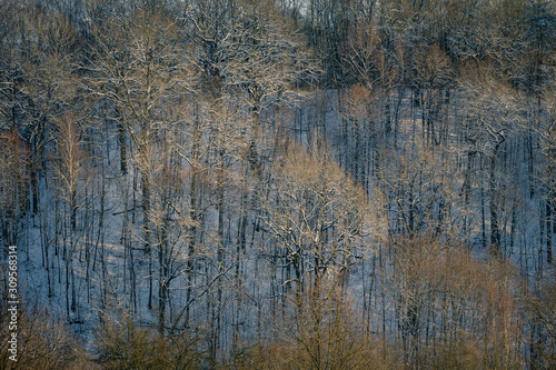 Winter woodland