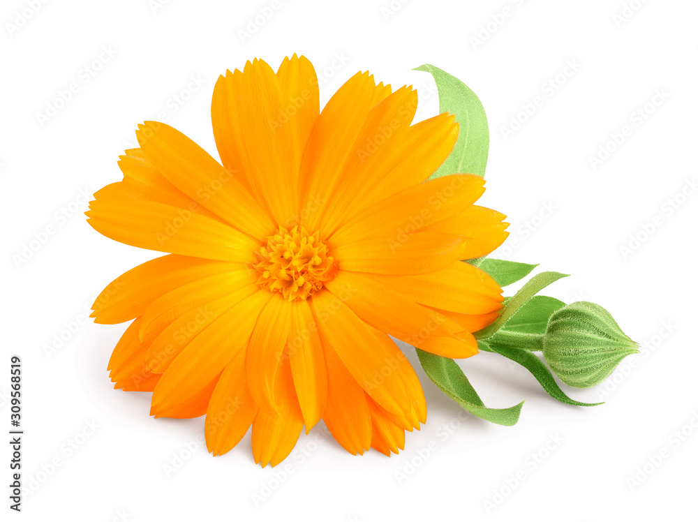 Calendula. Marigold flower with leaves isolated on white background Calendula. Marigold flower with leaves isolated on white background
