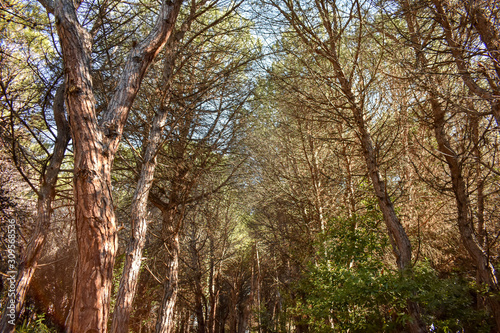 Pinewood by Morning in Pescara, Abruzzo, Italy