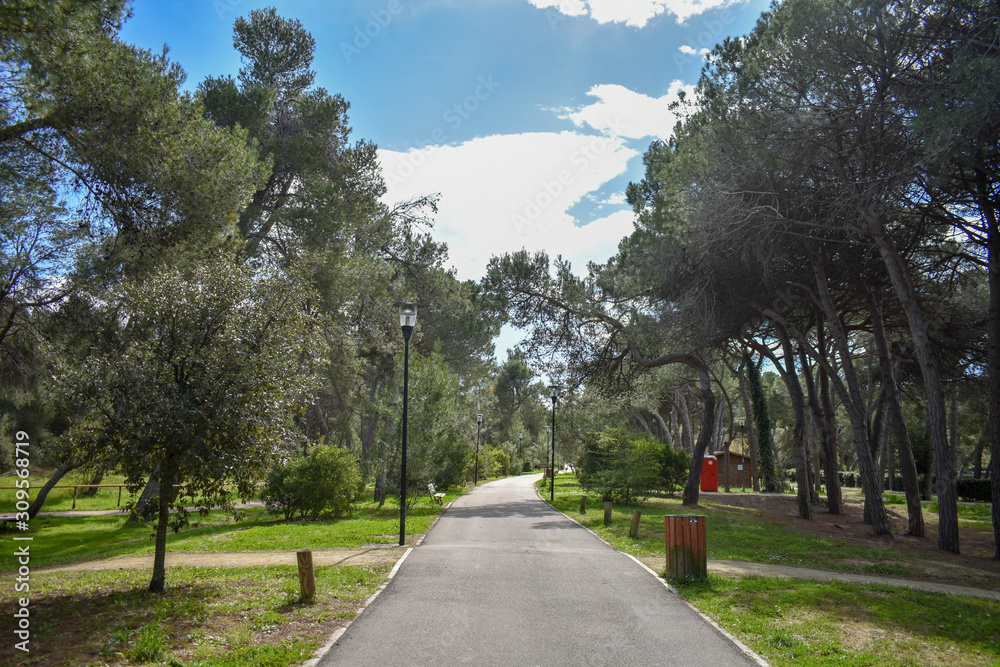 Obraz premium Pescara Pinewood by Morning