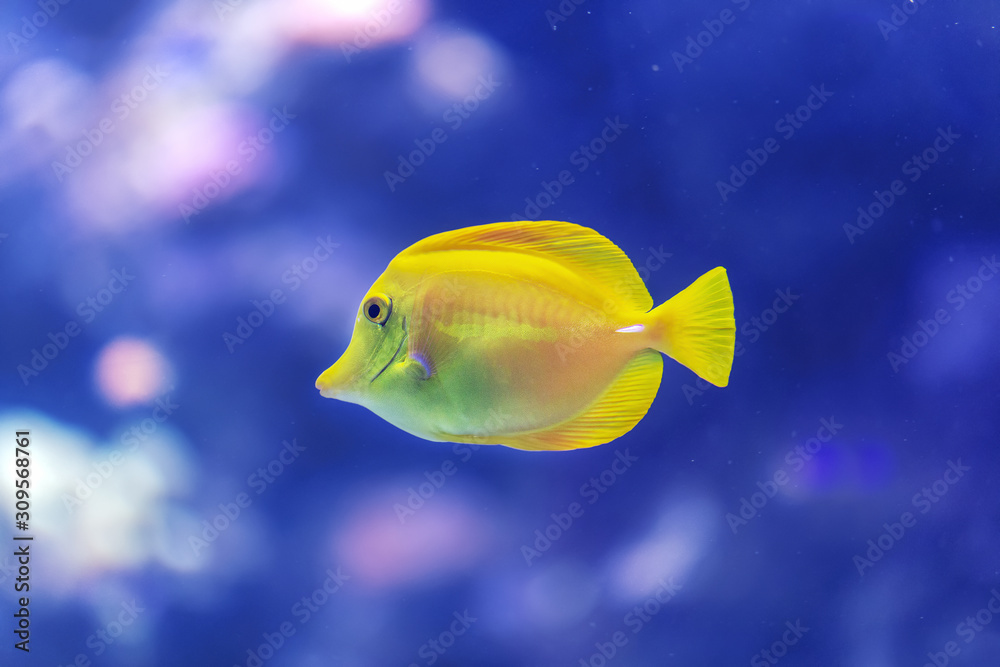 Yellow fish swimming in a coral reef at the bottom of the ocean. Seen from close up Yellow fish swimming in a coral reef at the bottom of the ocean. Seen from close up