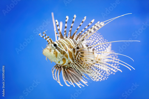 Pterois fish on a blue background seen from close up in the aquarium