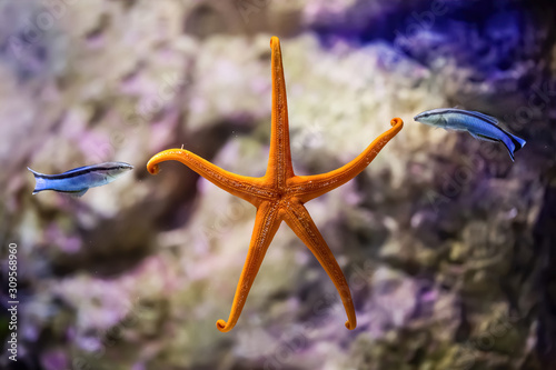 Two fish playing with an orange starfish in the sea photo