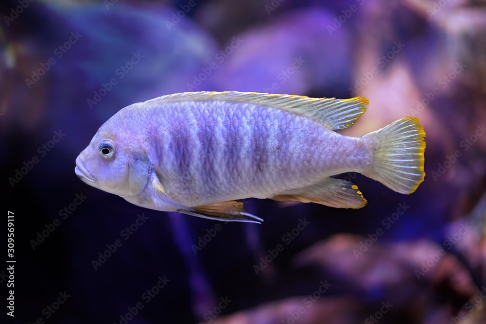Purple fish swimming at the bottom of the sea. Seen from close up Purple fish swimming at the bottom of the sea. Seen from close up