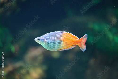 Orange coral reef fish in the aquarium © Soonios Pro