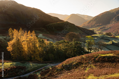 Majestic Autumn Fall landscape of backlit larch trees in Lake District viewed from Hallin Fell durnig a cold morning photo