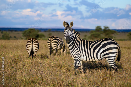 Zebras © fbausu
