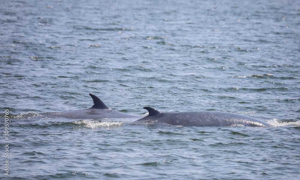 Fototapeta premium Bryde's whale watching in gulf of Thailand.