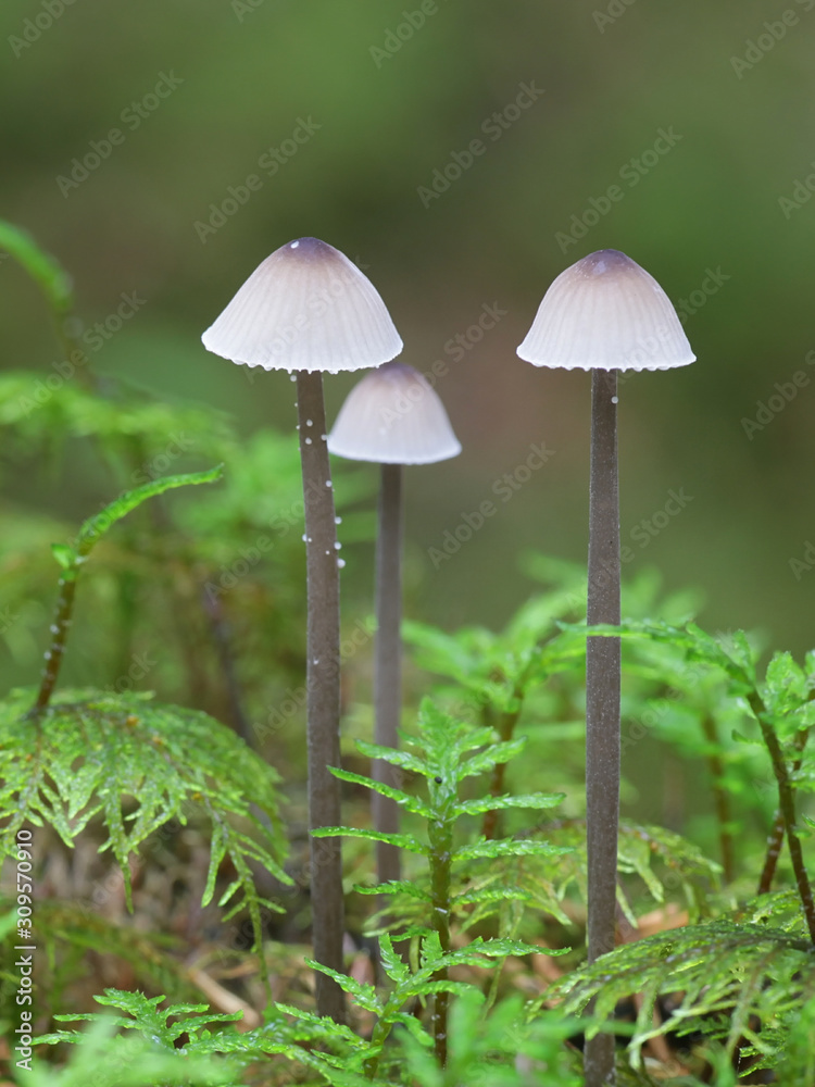 Mycena galopus, known as the milking bonnet or the milk-drop mycena, wild mushroom from Finland Mycena galopus, known as the milking bonnet or the milk-drop mycena, wild mushroom from Finland