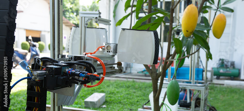 An autonomous harvesting robot for yellow mango.