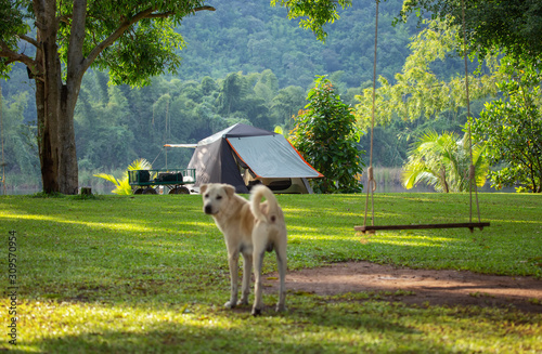 Dog guarding camping. Dog standing in front of tent.