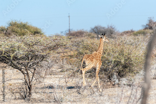 Fototapeta Naklejka Na Ścianę i Meble -  An Angolan Giraffe - Giraffa giraffa angolensis- galloping nervously on the plains of Etosha national Park in Namibia.
