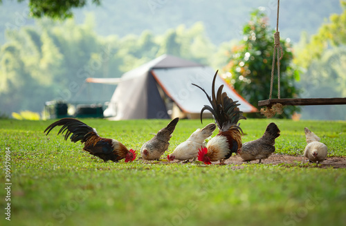 A flock of tricky chickens near camp site. Bantam chickens are living near the tent