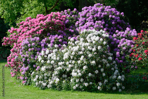Rhododendrons de trois couleurs photo