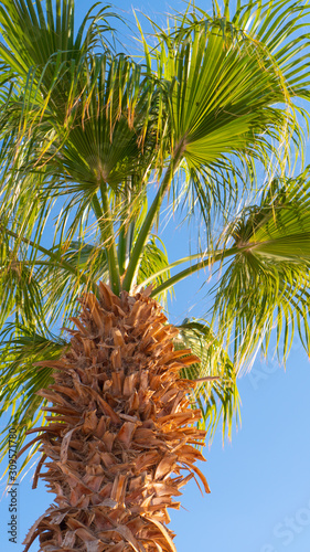 Trap natural plants, palm trees with green leaves on a background of blue sky.