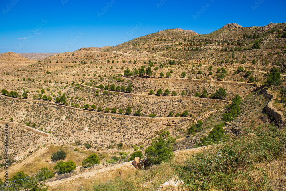 Desert landscape with olive trees near Matmata in the south of Tunisia, North Africa